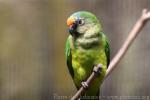 Peach-fronted parakeet