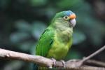 Orange-fronted parakeet