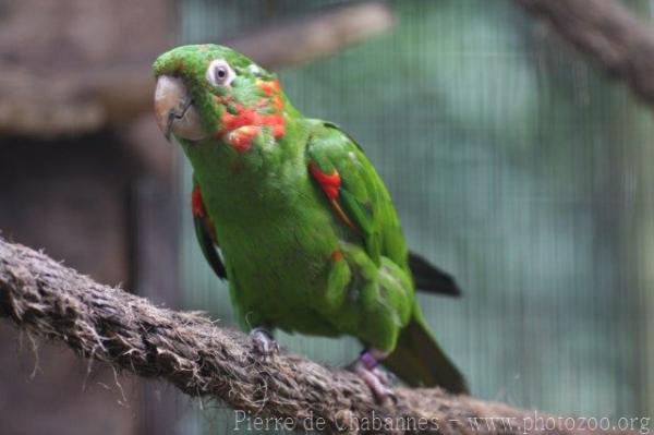 White-eyed parakeet