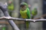 Brown-throated parakeet