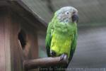 Dusky-headed parakeet