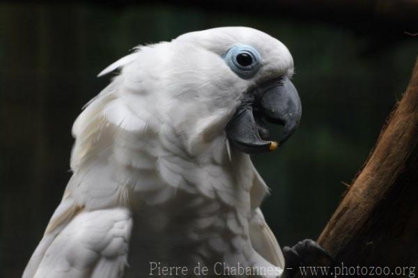 Blue-eyed cockatoo