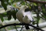 Pied imperial-pigeon