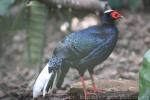 Edwards's pheasant