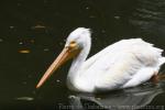 American white pelican