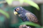 Bronze-winged parrot