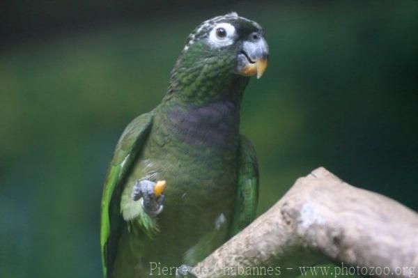 Scaly-headed parrot