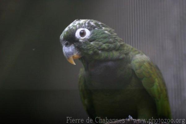 Scaly-headed parrot