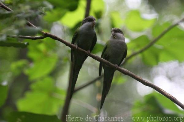 Grey-hooded parakeet