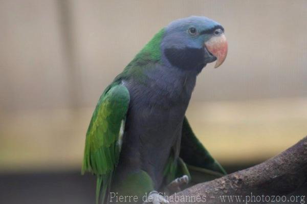 Derbyan parakeet