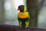 Marigold lorikeet