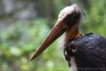 Lesser adjutant