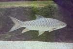 Deccan mahseer