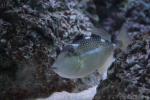 Starry triggerfish