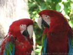 Green-winged macaw