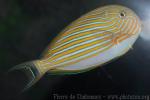 Lined surgeonfish