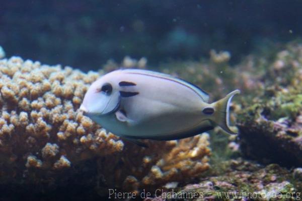 Doubleband surgeonfish