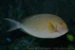 Yellowfin surgeonfish