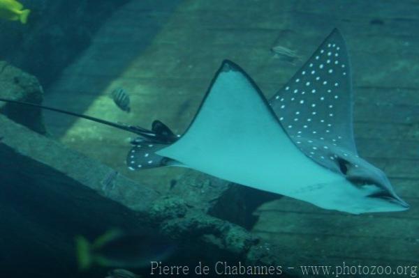 Ocellated eagle ray