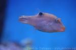 Papuan toby