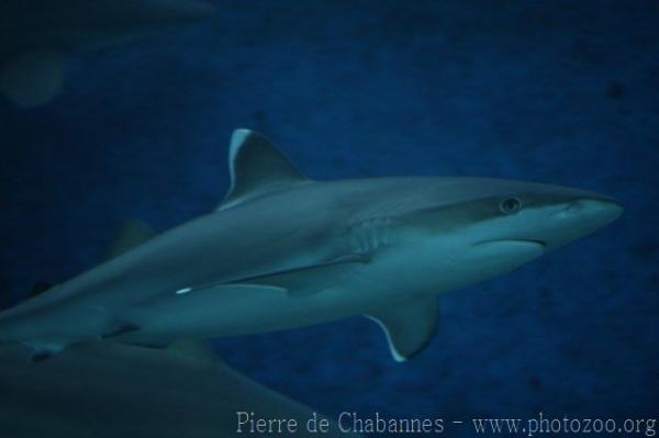 Silvertip shark