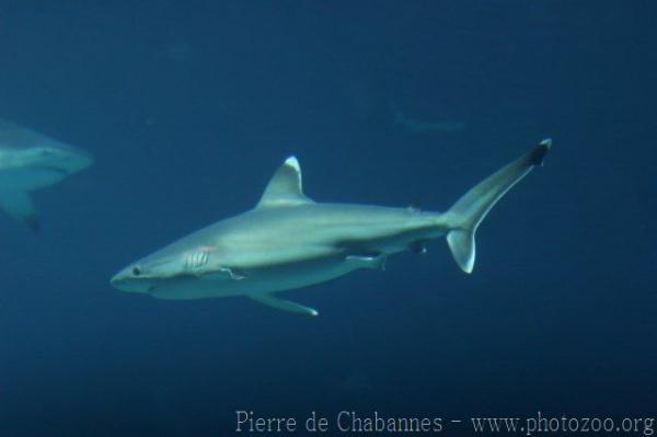 Silvertip shark