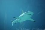 Blacktip shark