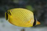 Latticed butterflyfish