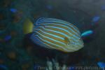 Bluestriped angelfish