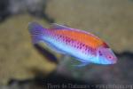 Orangeback fairy-wrasse