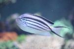 Blackstriped angelfish