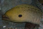 Giant moray