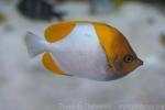 Pyramid butterflyfish