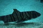 Zebra bullhead shark