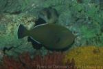 Indian triggerfish