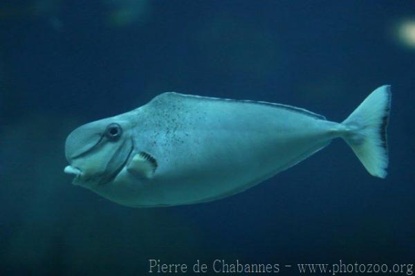 Bulbnose unicornfish