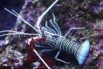 Painted spiny lobster