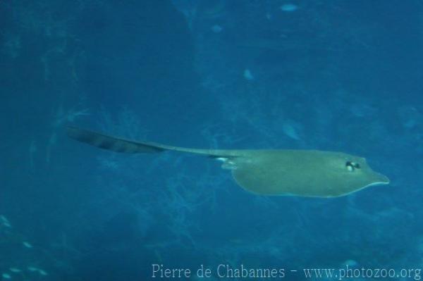 Broad cowtail ray