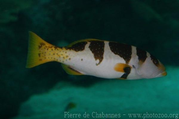 Blacksaddled coralgrouper