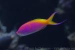 Bartlett's anthias