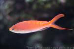 Lori's anthias