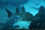 Bowmouth guitarfish