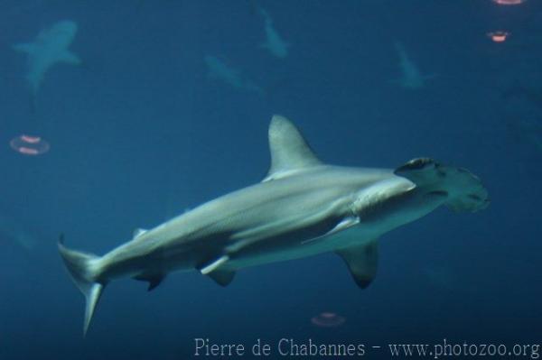 Scalloped hammerhead