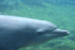 Indian bottlenose dolphin