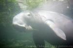 Dugong