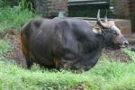 Javan banteng