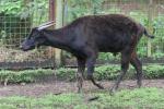 Mountain anoa