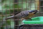 Eastern koel