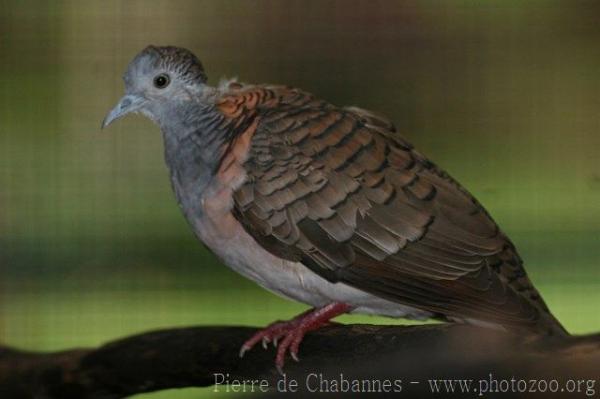 Bar-shouldered dove