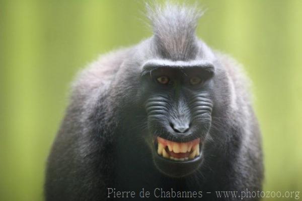 Celebes crested macaque